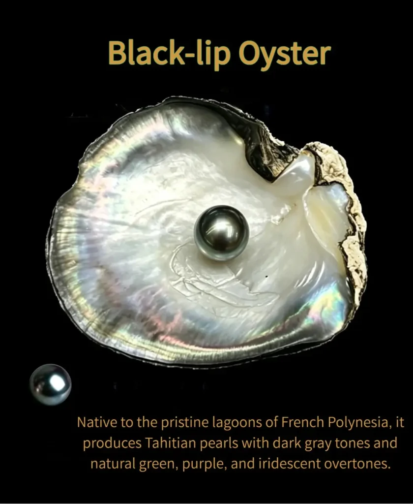 Black-lip oyster showing dark nacre with natural green and purple iridescent tones.