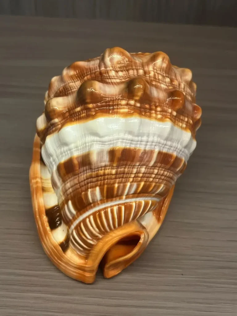 Bullmouth Helmet Shell showing natural orange-brown tones and raised spiral ridges.