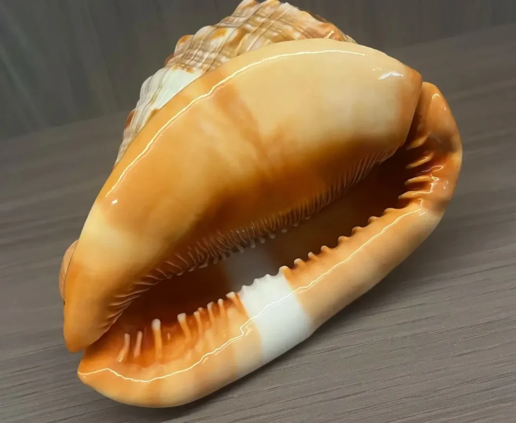 Bullmouth Helmet Shell inner surface showing smooth orange-brown tones and natural glossy texture.