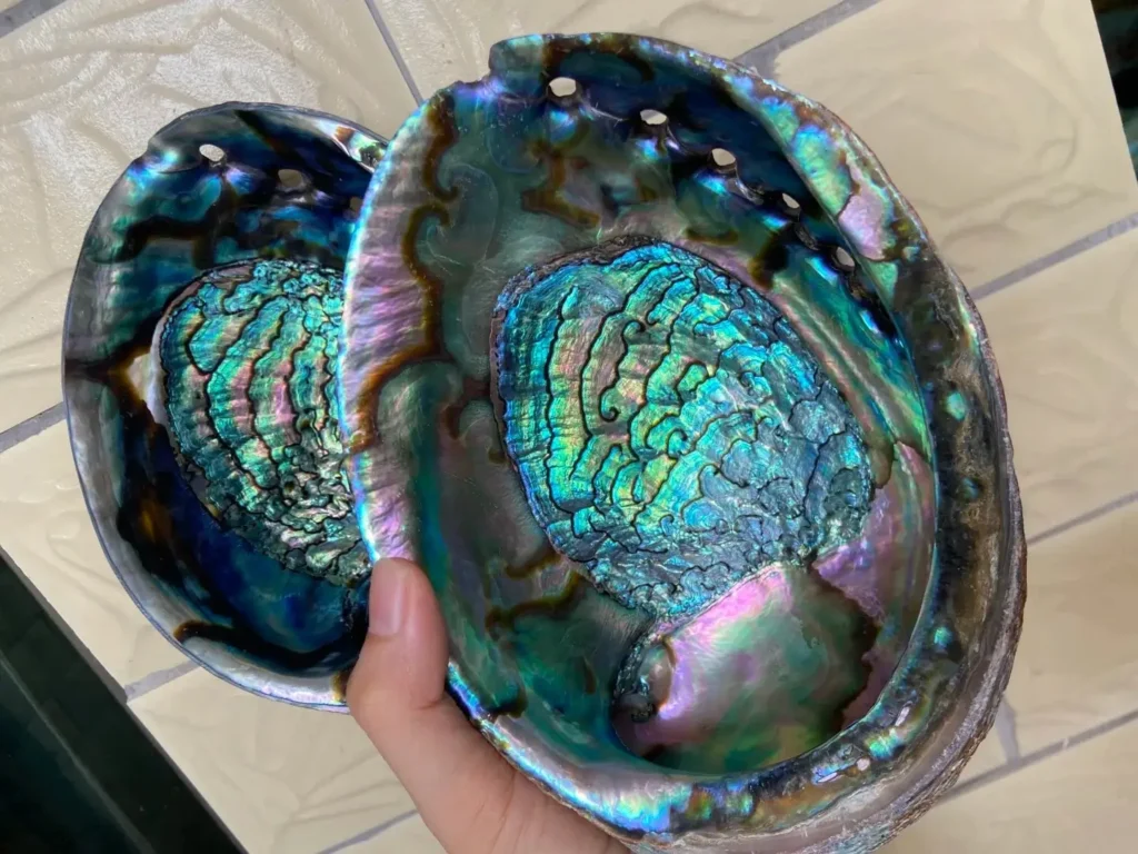 Two polished Abalone shells displaying natural blue, green, and purple iridescent colors.