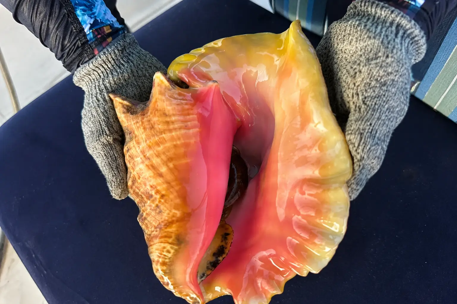 Gloved hands holding a large Queen Conch shell with a pink aperture and yellow edge.
