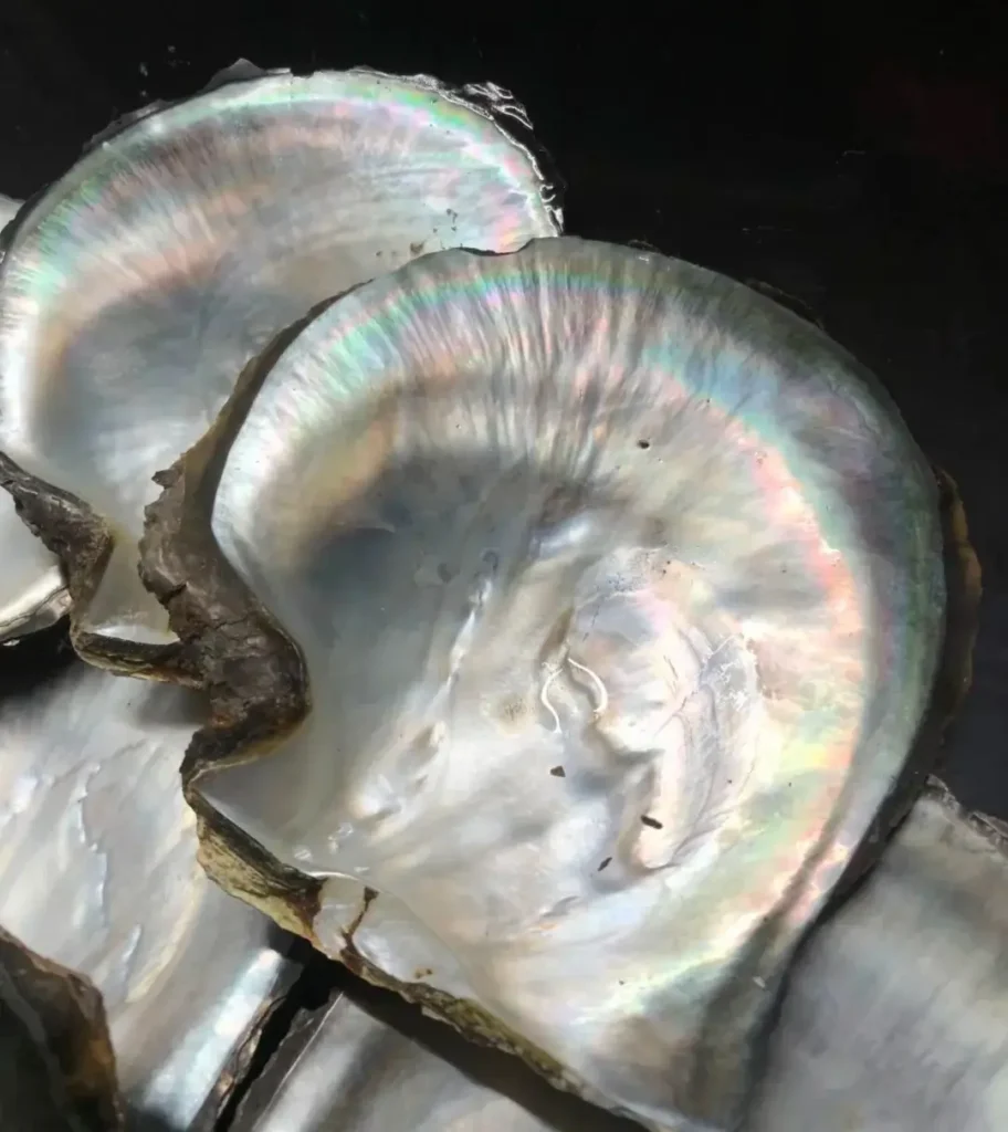 Natural black-lip pearl oyster shells showing iridescent nacre.
