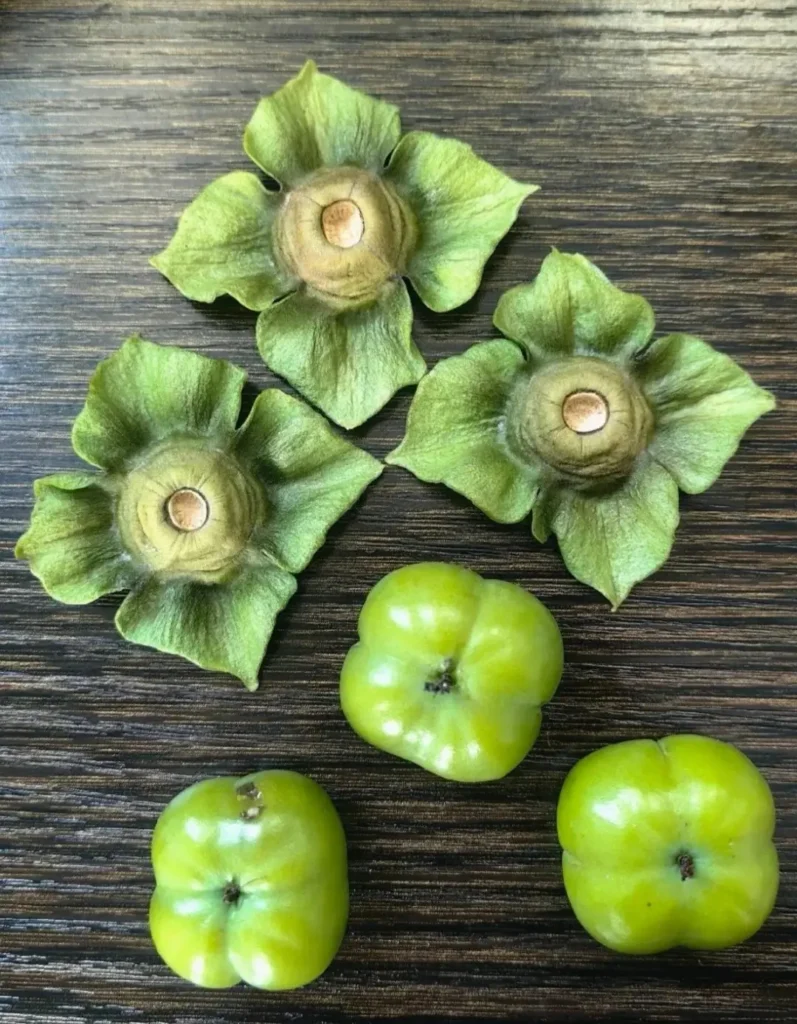 Green persimmons and four-lobed calyxes showing the origin of the Persimmon Calyx Pattern.
