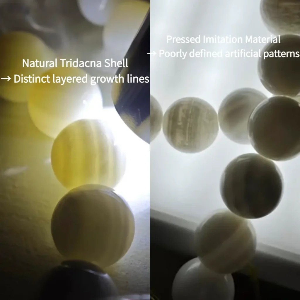 Backlit comparison of natural Tridacna shell growth lines and pressed imitation patterns.