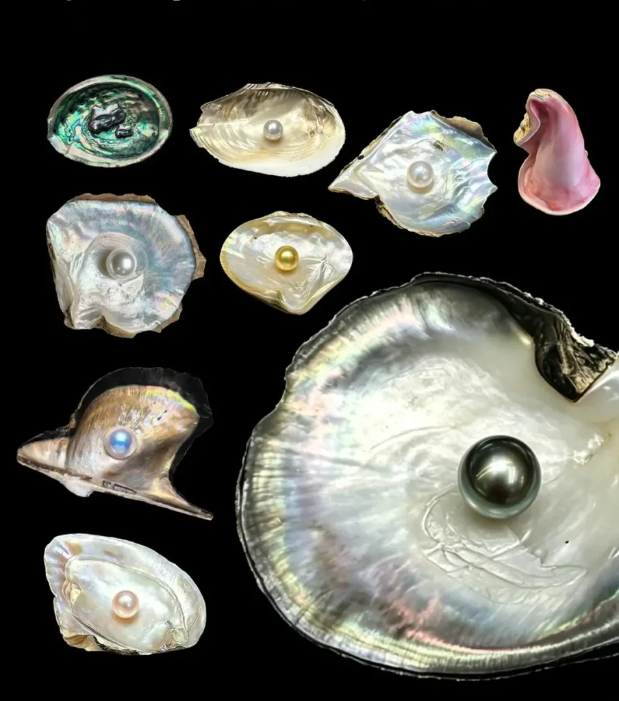 Various pearl-producing shells displaying pearls and iridescent mother-of-pearl interiors.