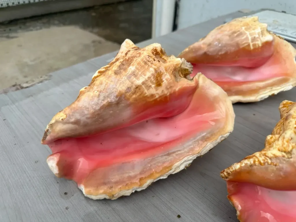 Queen Conch shells showing natural pink inner surfaces and thick shell structures.
