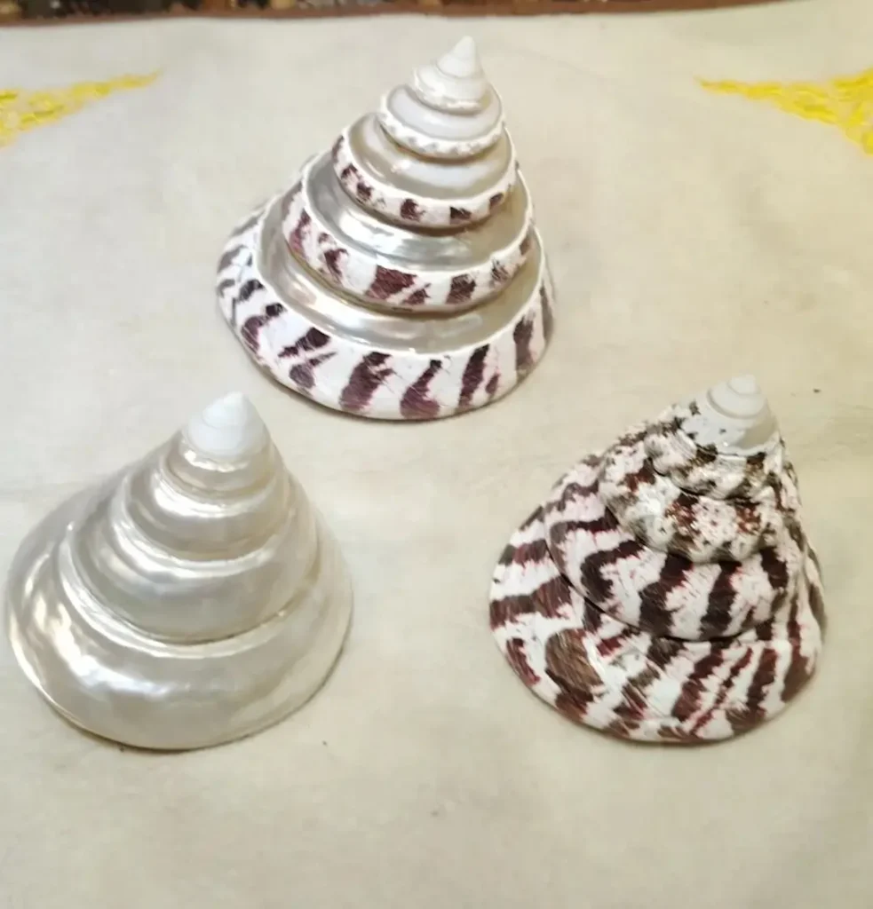 Three spiraled trochus maculatus shells displaying natural patterns and pearlescent layers.