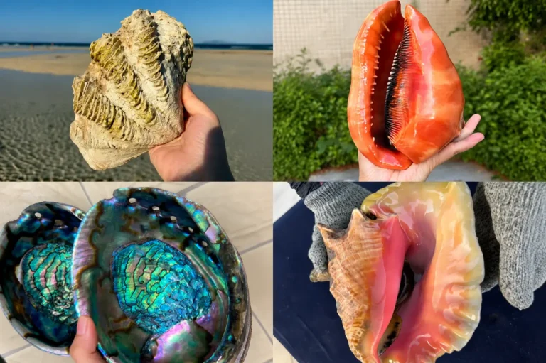 Four shell jewelry materials featuring Tridacna, Helmet, Abalone, and Queen Conch shells.