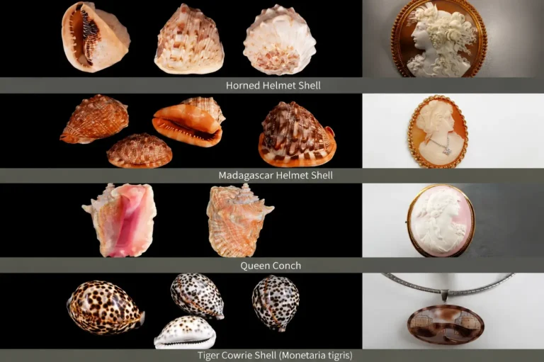 Various natural shells including helmet, conch, and cowrie shells with matching jewelry designs.