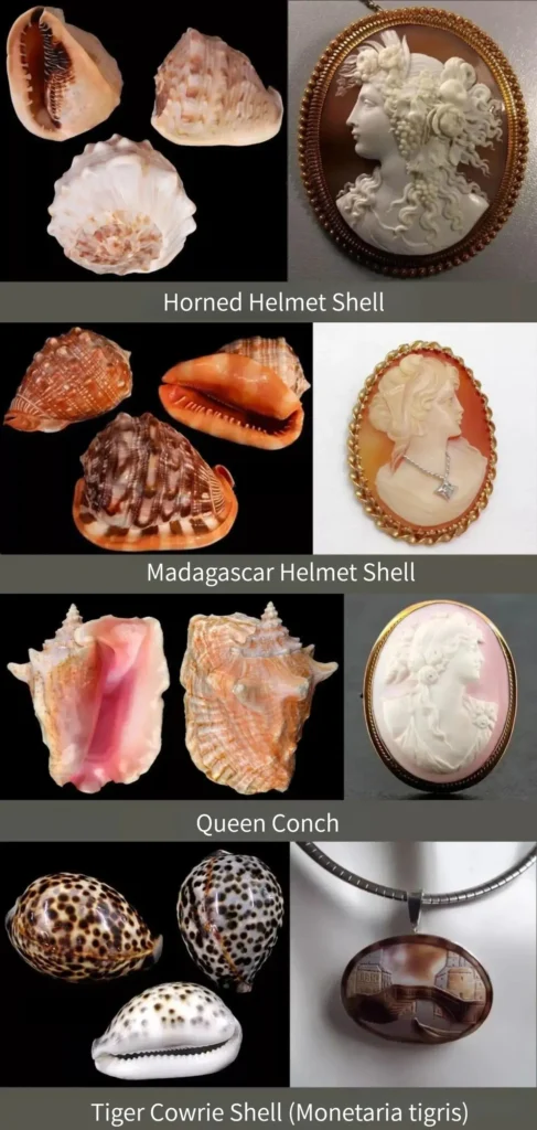 Comparison of Horned Helmet, Madagascar Helmet, Queen Conch, and Tiger Cowrie shells with jewelry designs.