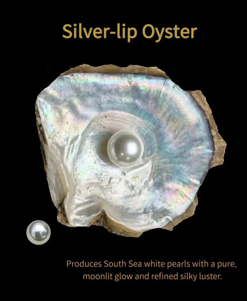 Silver-lip oyster displaying a white South Sea pearl and its nacre interior.