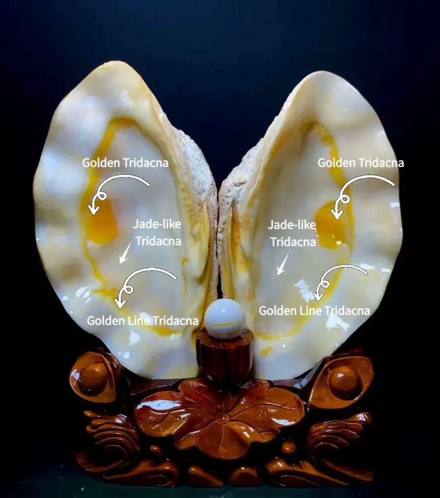 Open Tridacna shell showing natural golden line, golden, and jade-like color patterns.