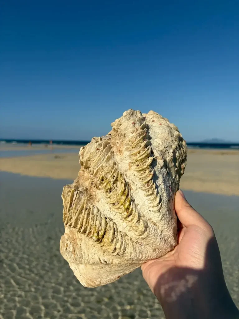 Natural Tridacna shell showing deep radial grooves and ribbed surface structure.