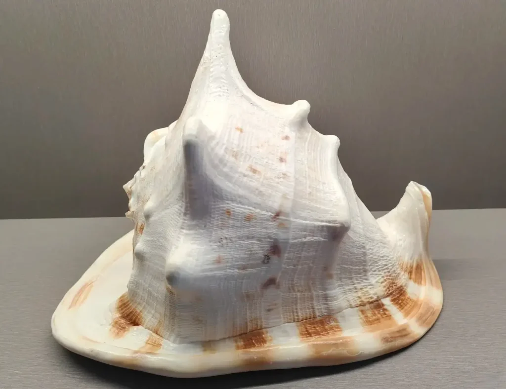 A 28 cm Helmet Shell specimen showing a thick shell, smooth surface, and crown-like horns.