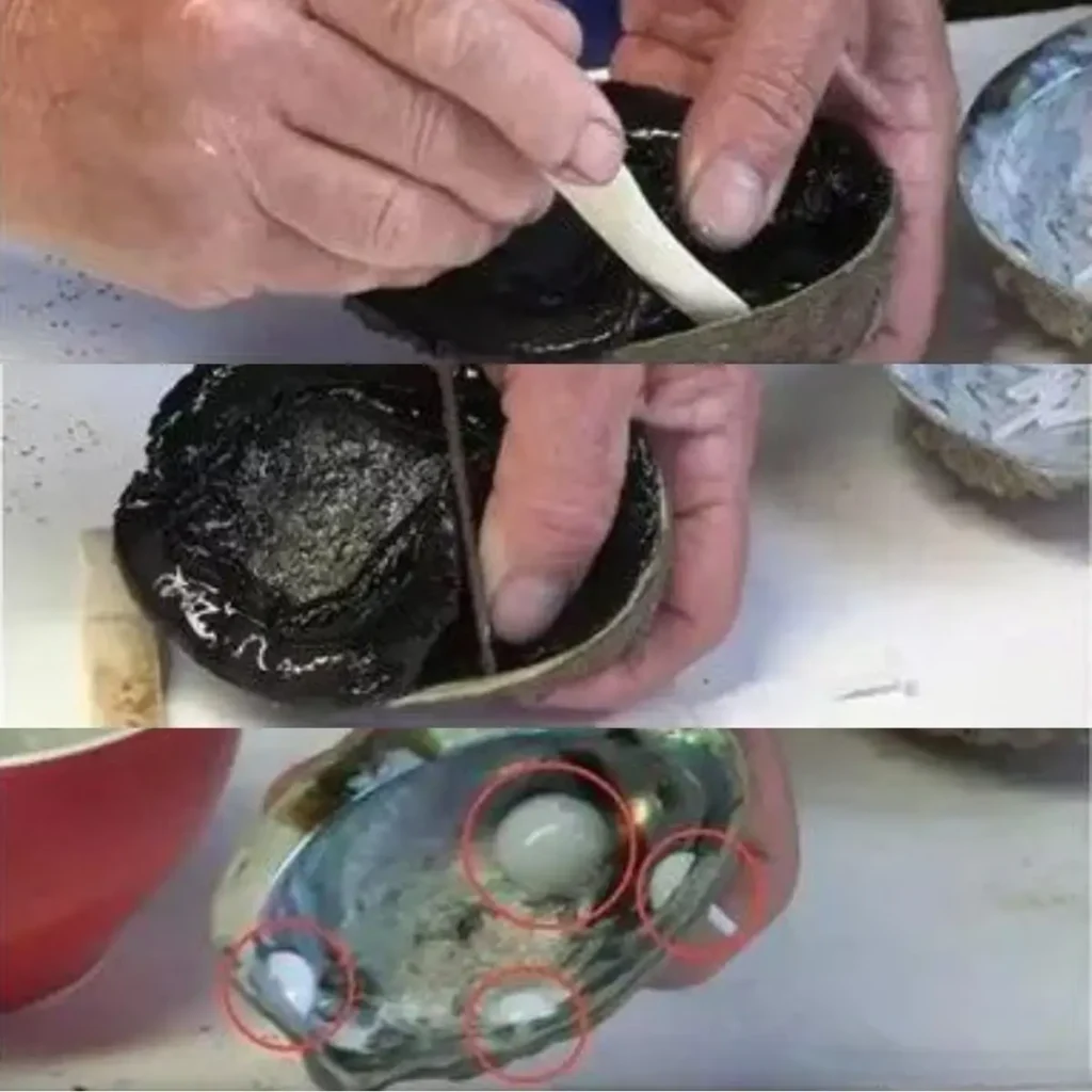 A technician performing abalone pearl cultivation using specialized tools.