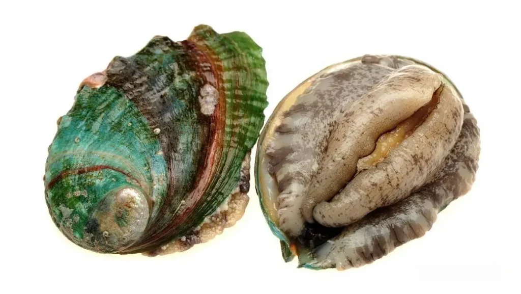 An abalone showing its textured shell and soft body structure.