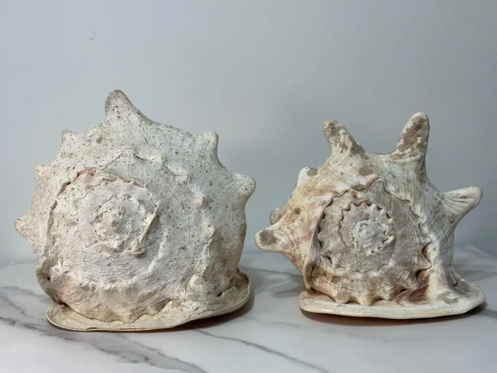 Side-by-side 30+ cm female and male Helmet Shells showing rounded and horned shell features.
