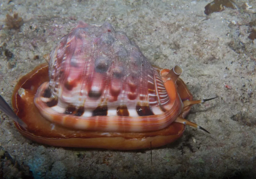 A live Cassis cornuta moving across a sandy seabed in its natural marine habitat.