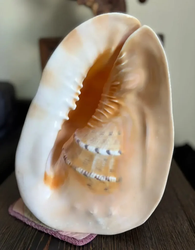 A 33 cm Helmet Shell showing its thick outer lip and warm-toned inner lip.