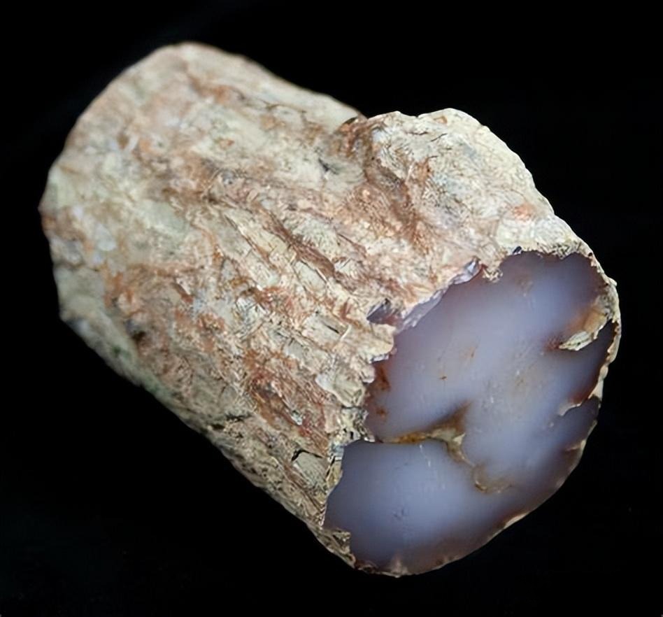Wood-shaped silicified wood with pale blue chalcedony visible on the cross-section.