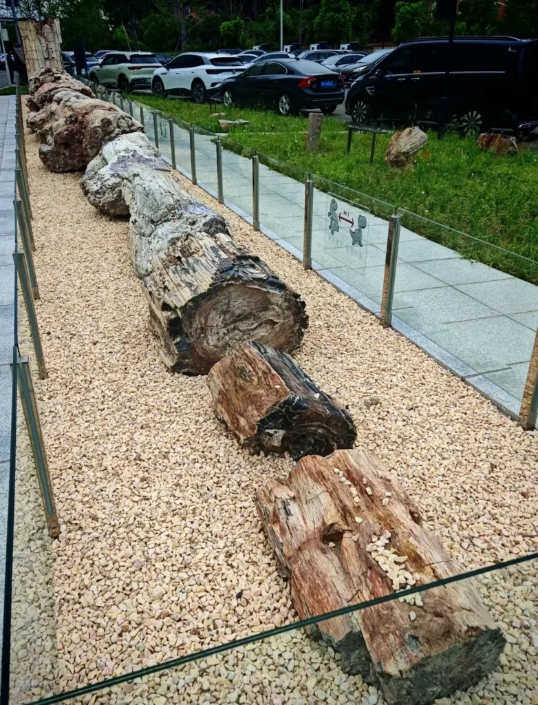 Long sections of silicified wood displayed outdoors at the Chengdu Natural History Museum.