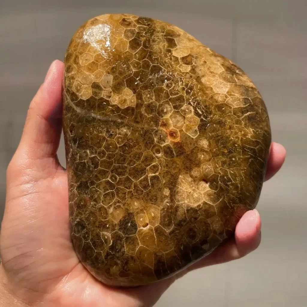 A hand holding a fully silicified coral column specimen with preserved coral structure.