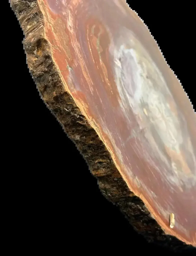 Cross-section of silicified wood showing clear growth rings and preserved wood texture.